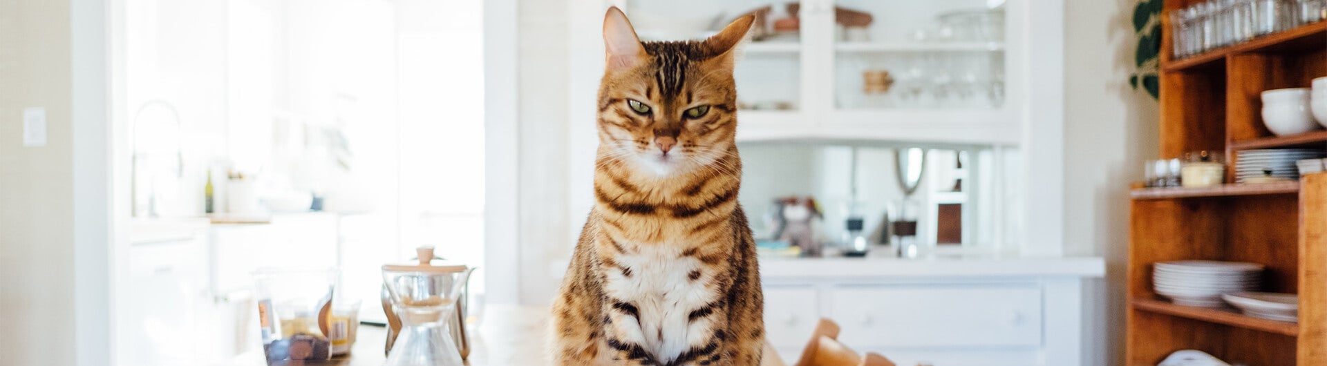 Katze saß auf einem Tisch