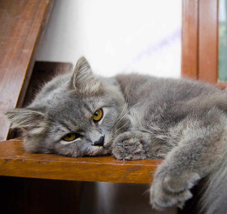 Katzen für Allergiker – gibt es geeignete Rassen?