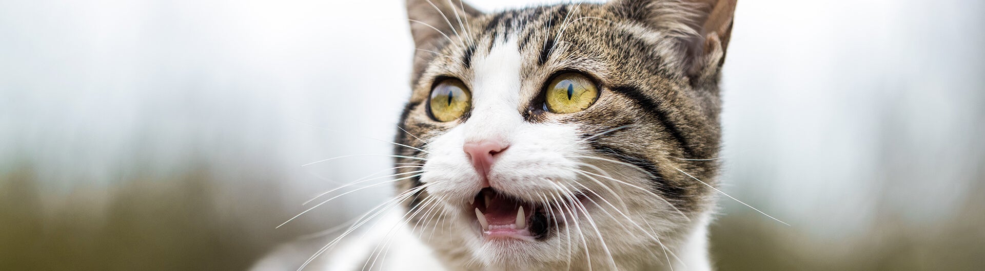 Katze mit geöffnetem Maul