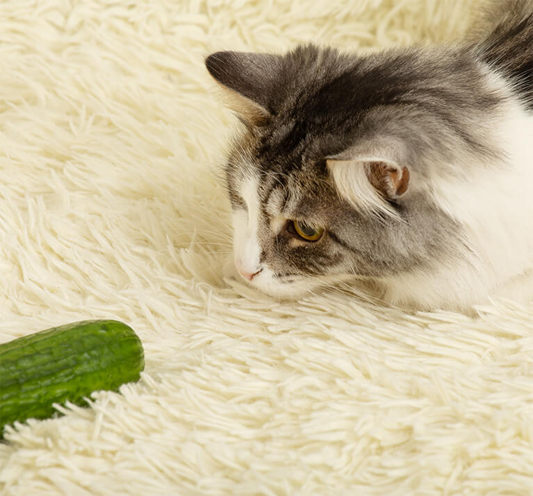 Katze starrt eine Gurke an