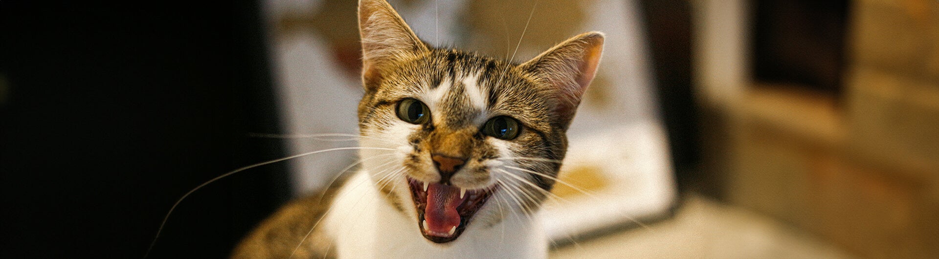 Katze faucht