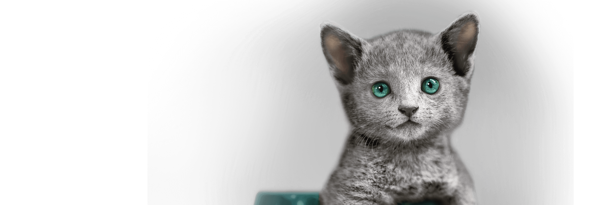 kitten hero