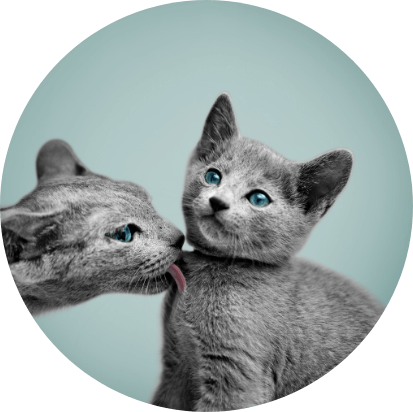 cats