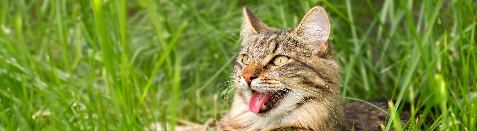Schwarz-grau Katze mit grünen Augen hechelt vor Hitze