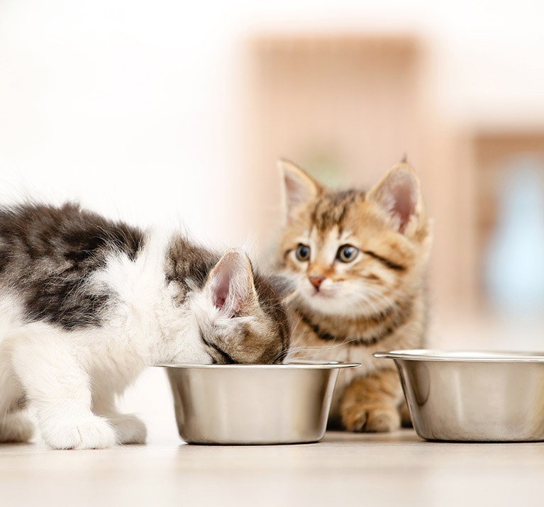 Kätzchen fressen aus dem Futternapf auf dem Boden