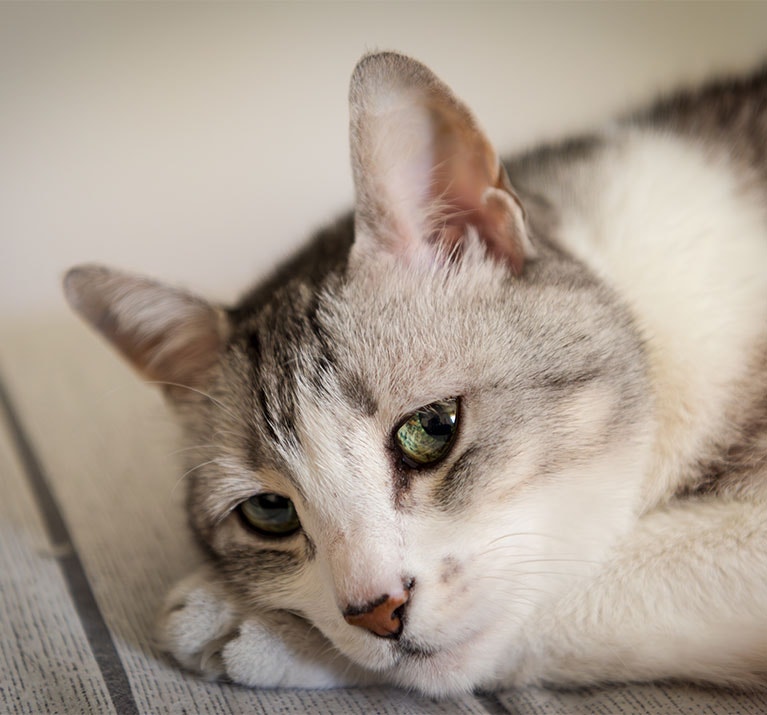 eine traurige Katze, die sich hinlegt