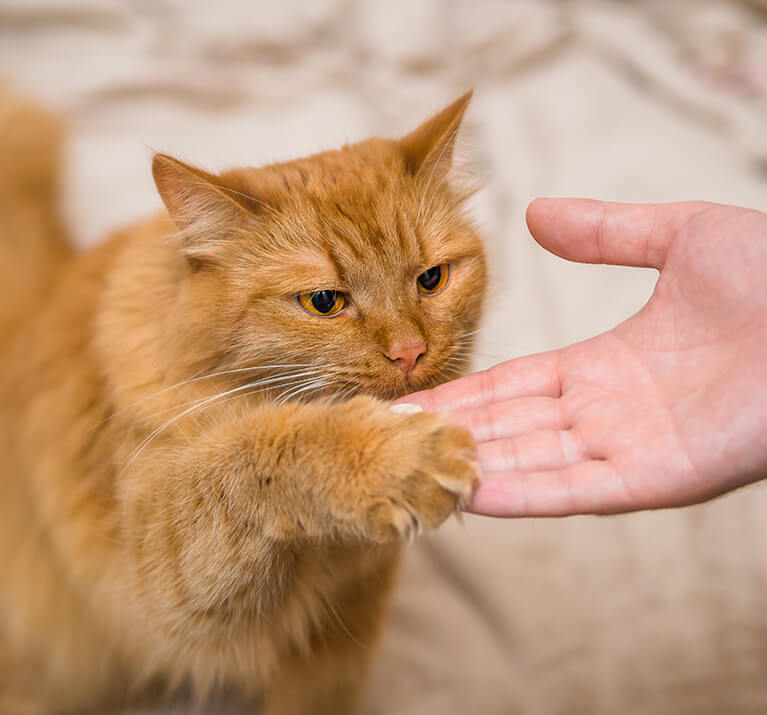 Orangene Katze lernt High-Five während des Clickertrainings