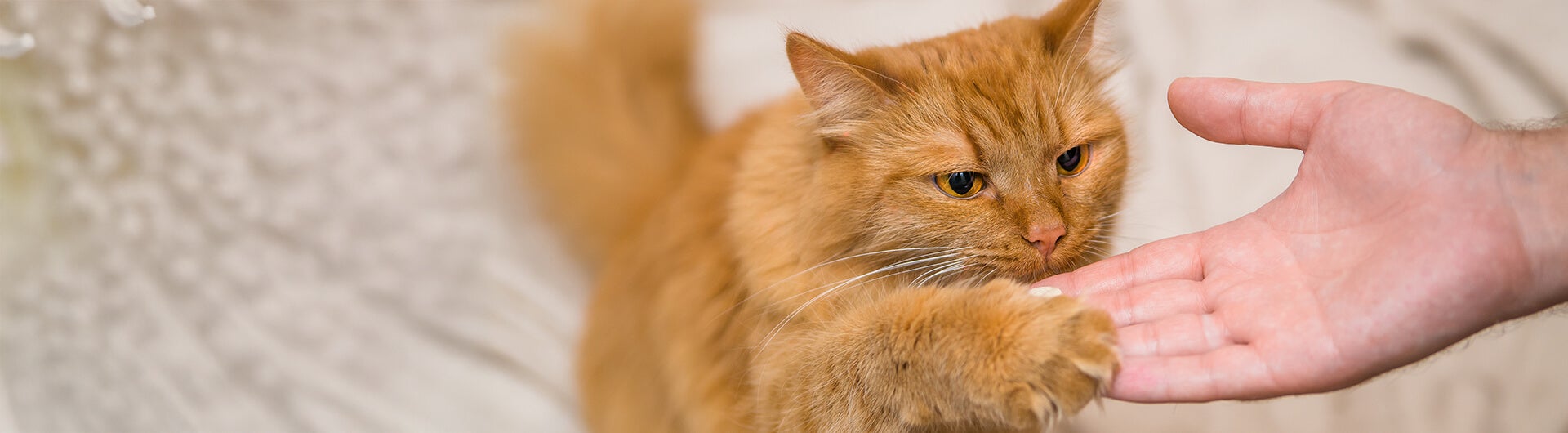 Orangene Katze lernt High-Five während des Clickertrainings