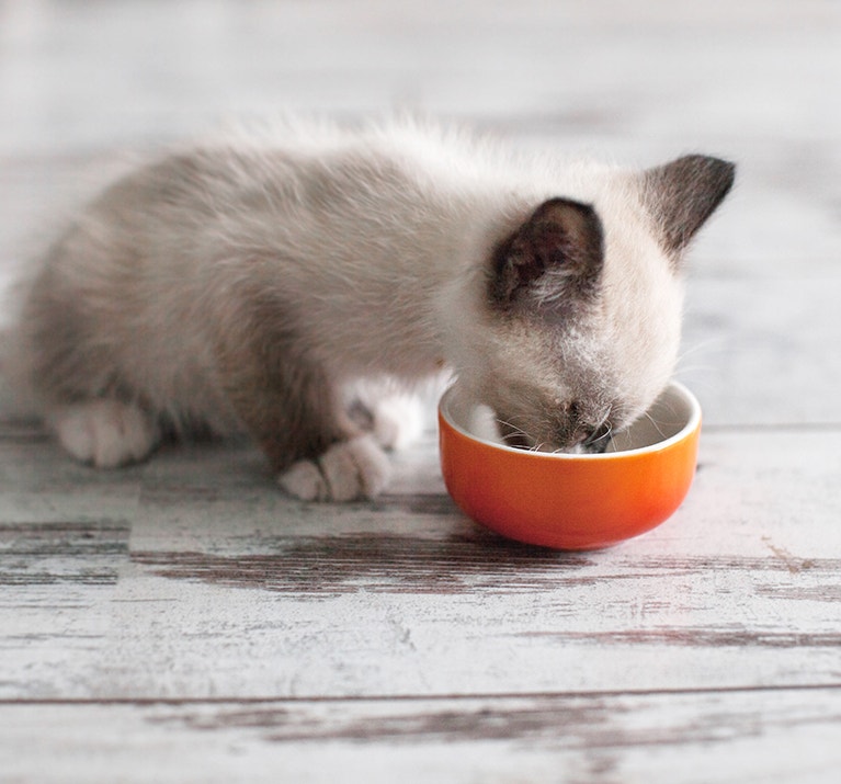 Kätzchen frisst aus einem Napf