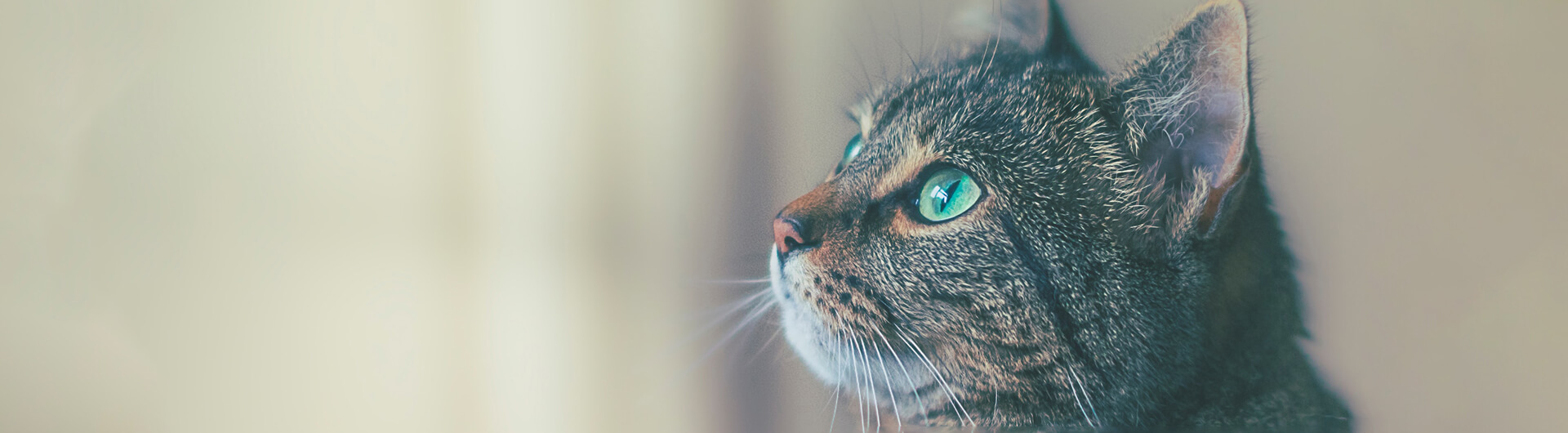 Katze in der Hauptrolle