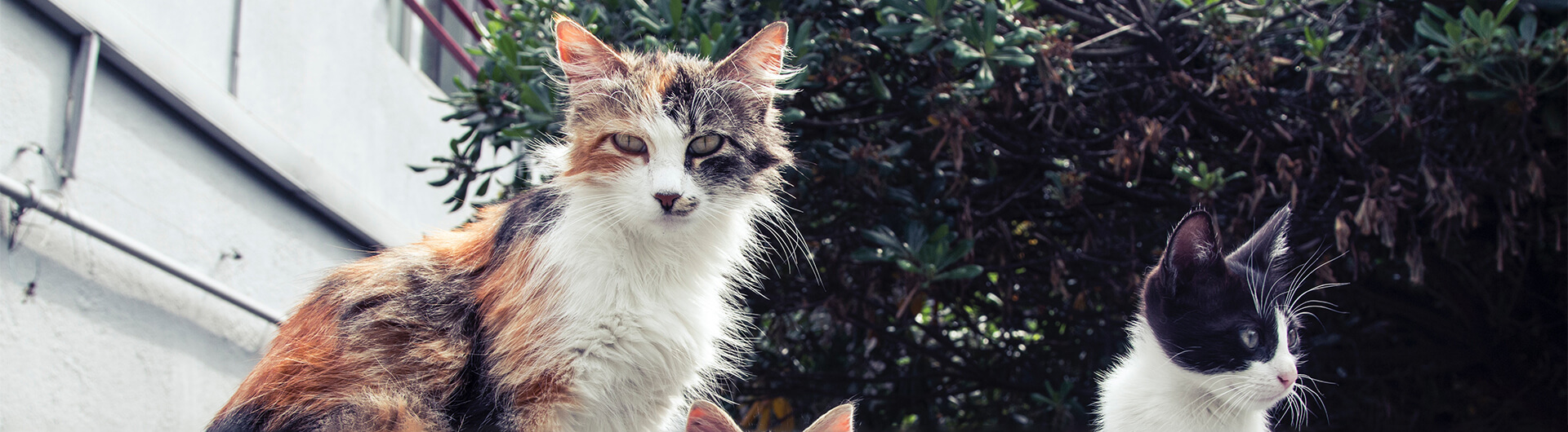 verschiedene Katzen zusammen auf der Straße
