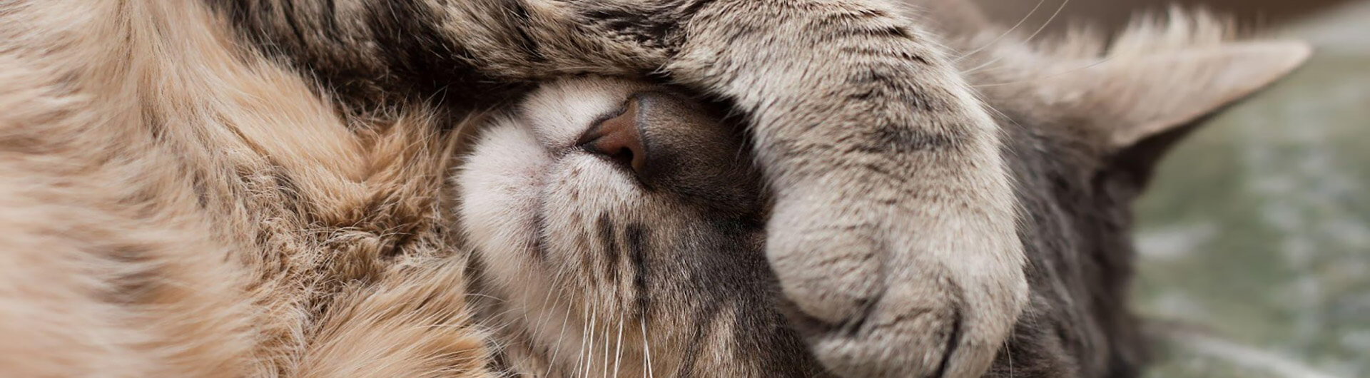 Katze hält ihre Pfote vor die Augen