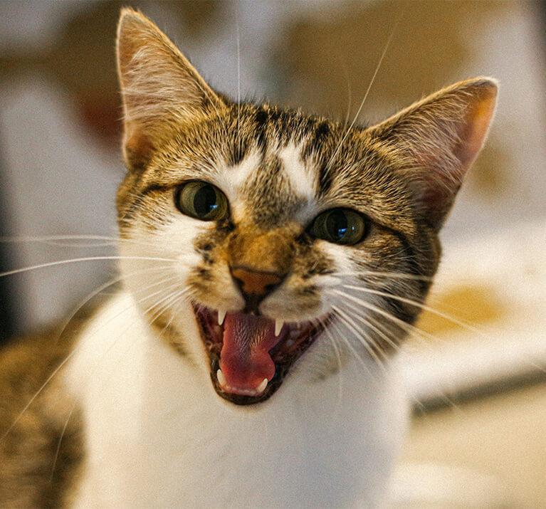 Katze faucht