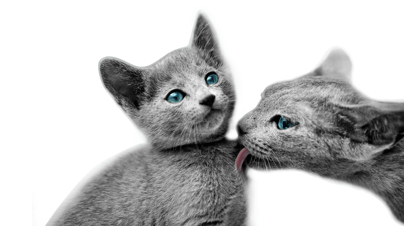 cats