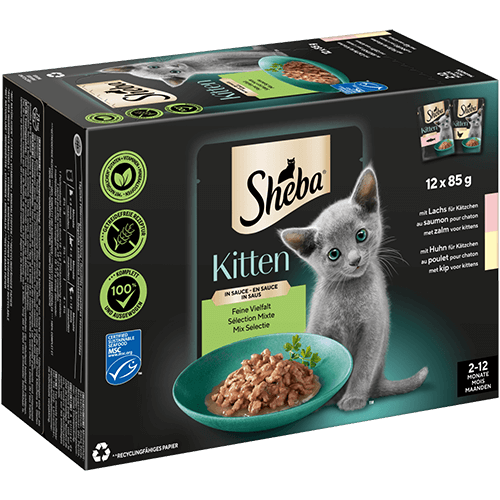 kitten product - Product