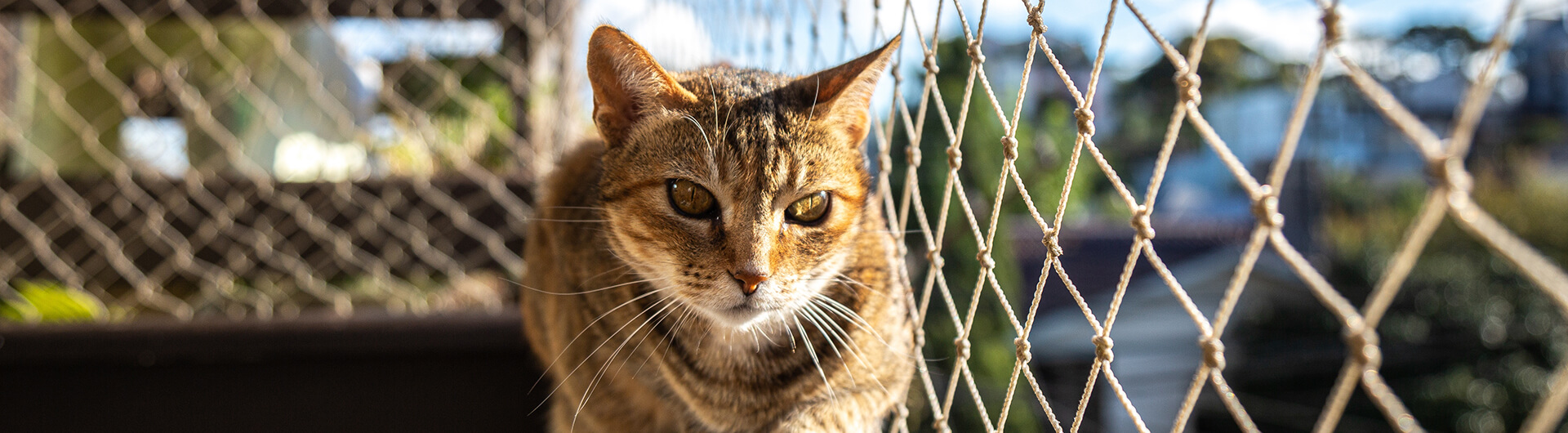 Getigerte Katze guckt vom Geländer eines Balkons durch ein Katzennetz.