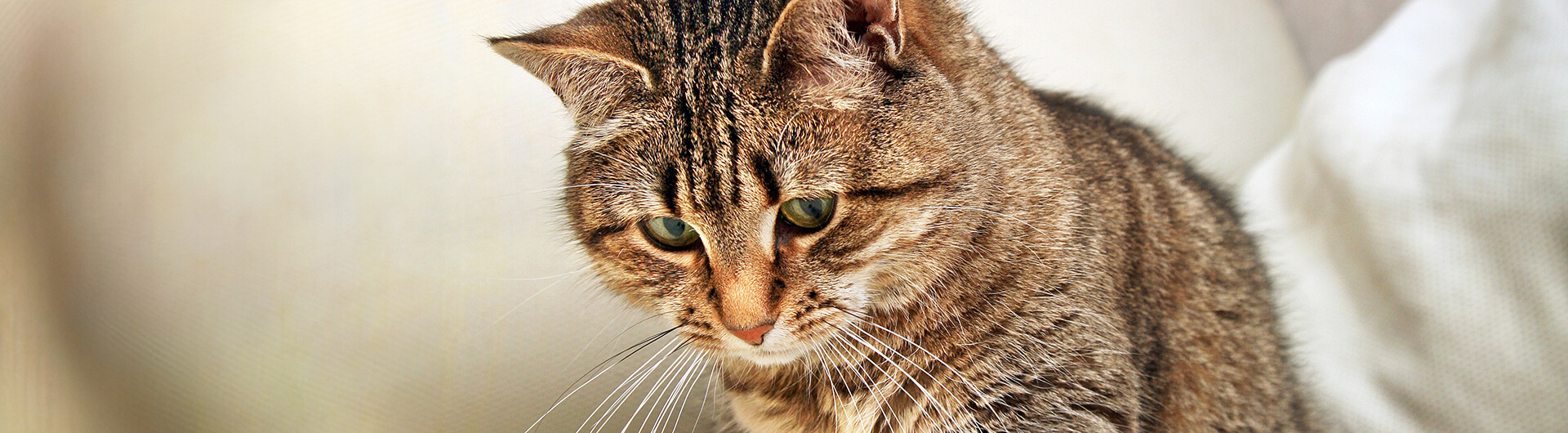 Katze spielt mit einem Ball