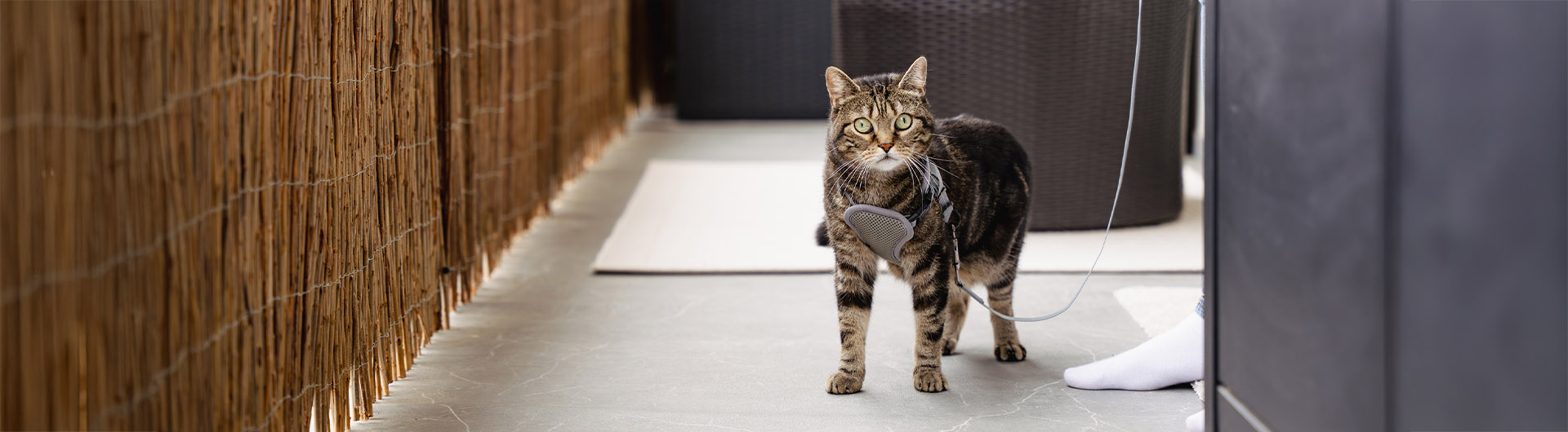 Katze an der Leine
