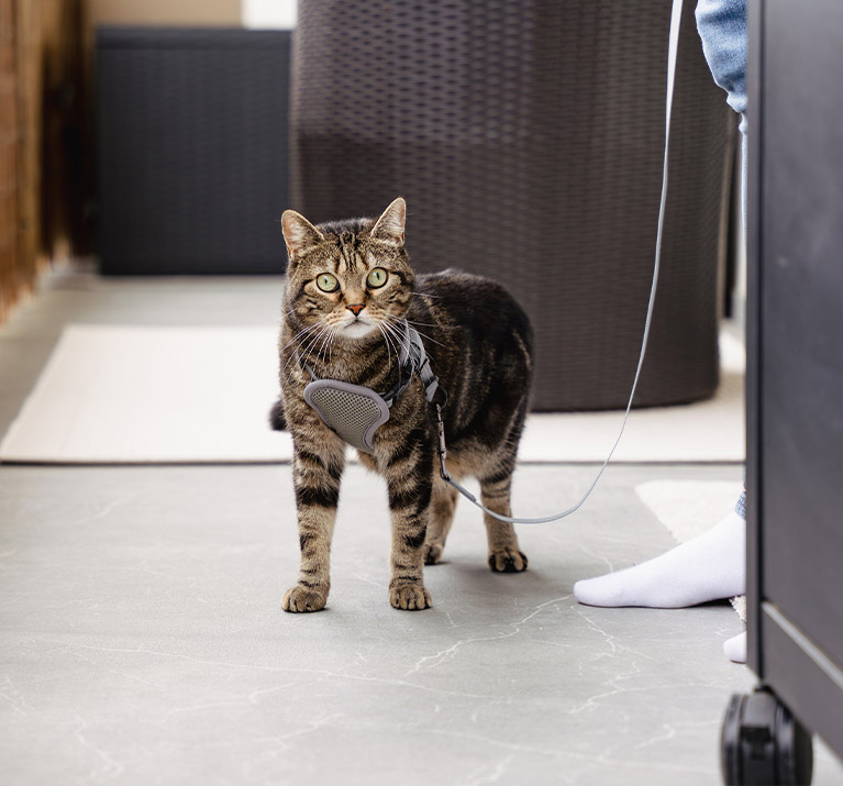 Katze an der Leine