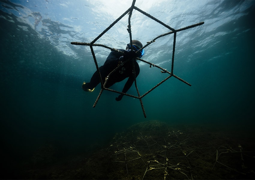 Reef Star
