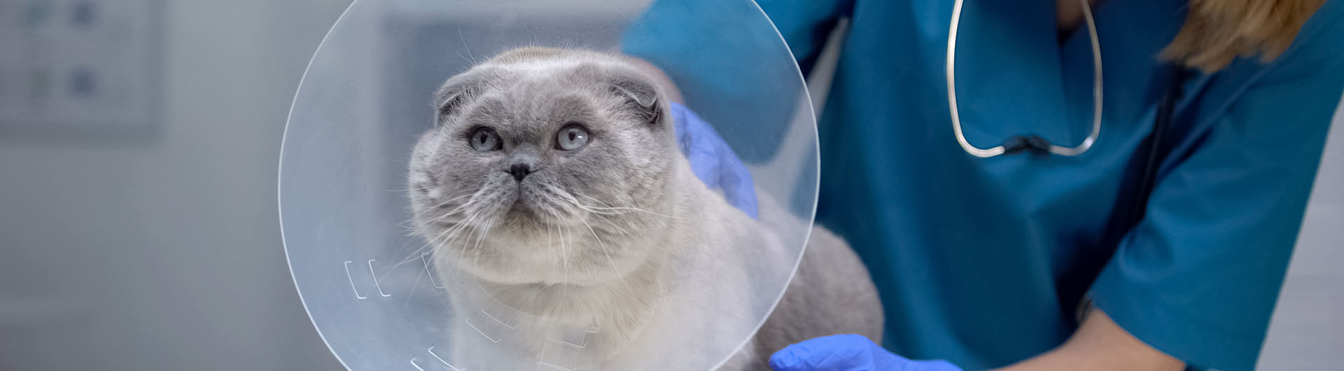 Operierte Katze mit Leckschutz