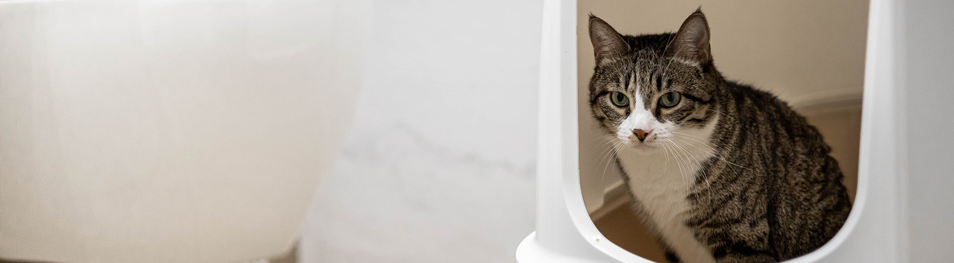 Katze sitzt im Katzenklo
