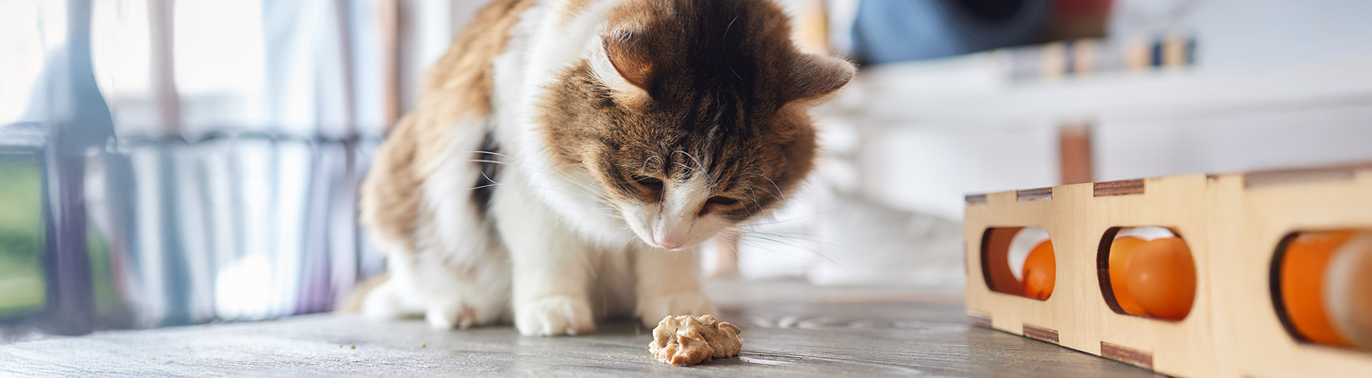 die Katze erbricht, hat zu viel gegessen