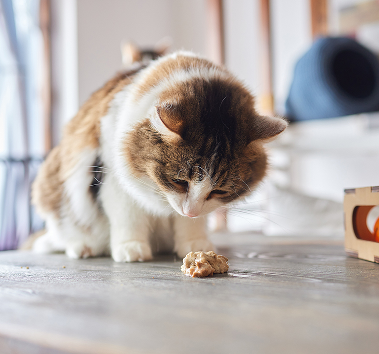 die Katze erbricht, hat zu viel gegessen