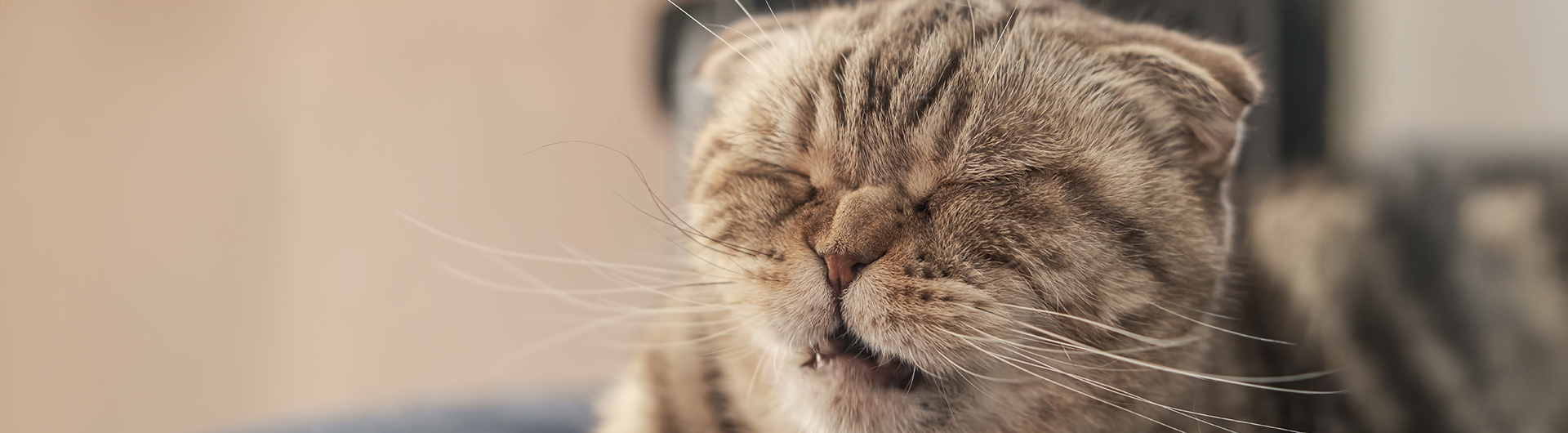 Graue Katze, mit gerümpfter Nase, kurz vor dem Niesen