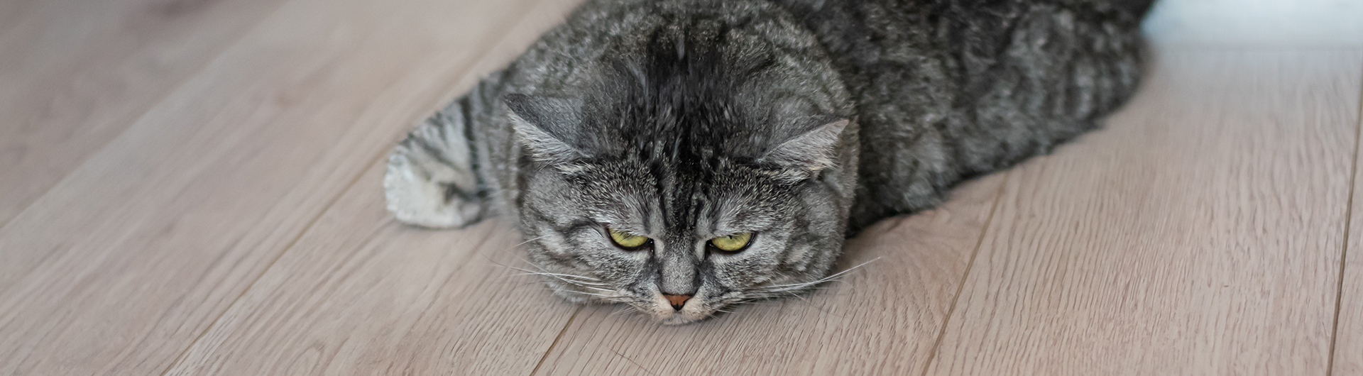Eine graue getigerte Katze liegt flach auf einem Laminatboden und starrt unzufrieden auf einen Futternapf