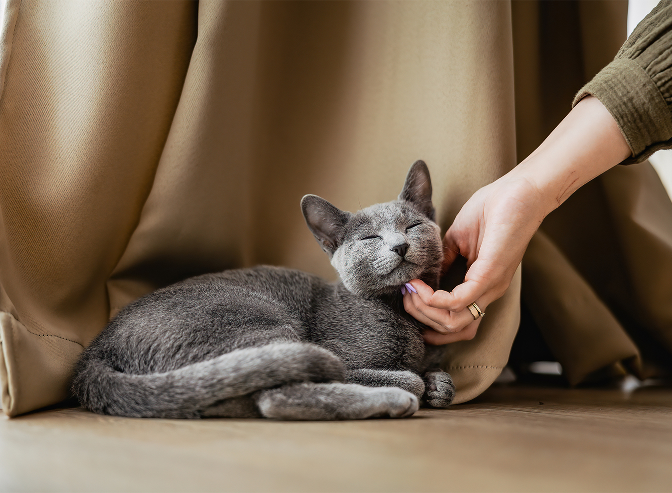 Richte dich nach deiner Katze