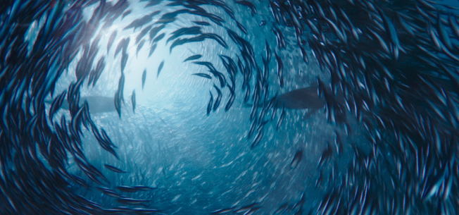 Ein schwimmender Fischschwarm in einem Kreis