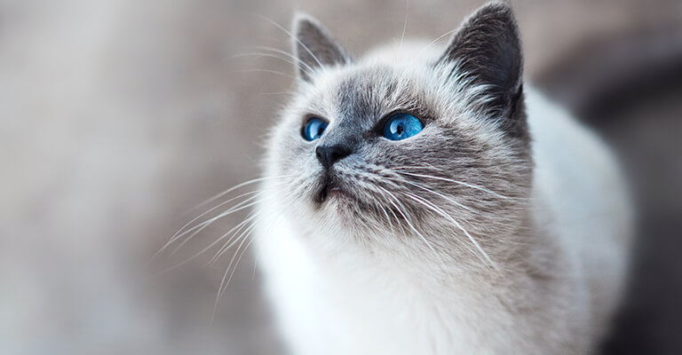 Balinese Katze