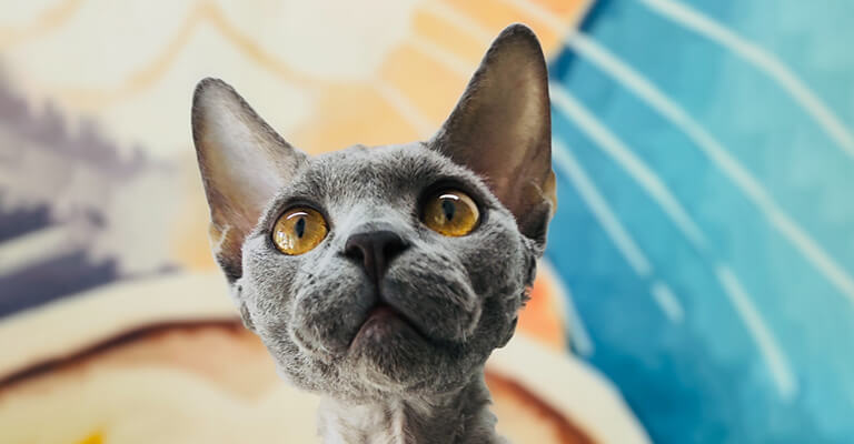 Rex-Katzen