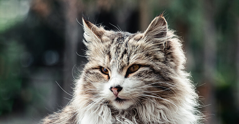 Sibirische Katze