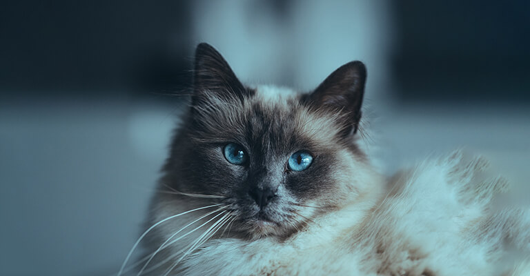 Birma-Katze