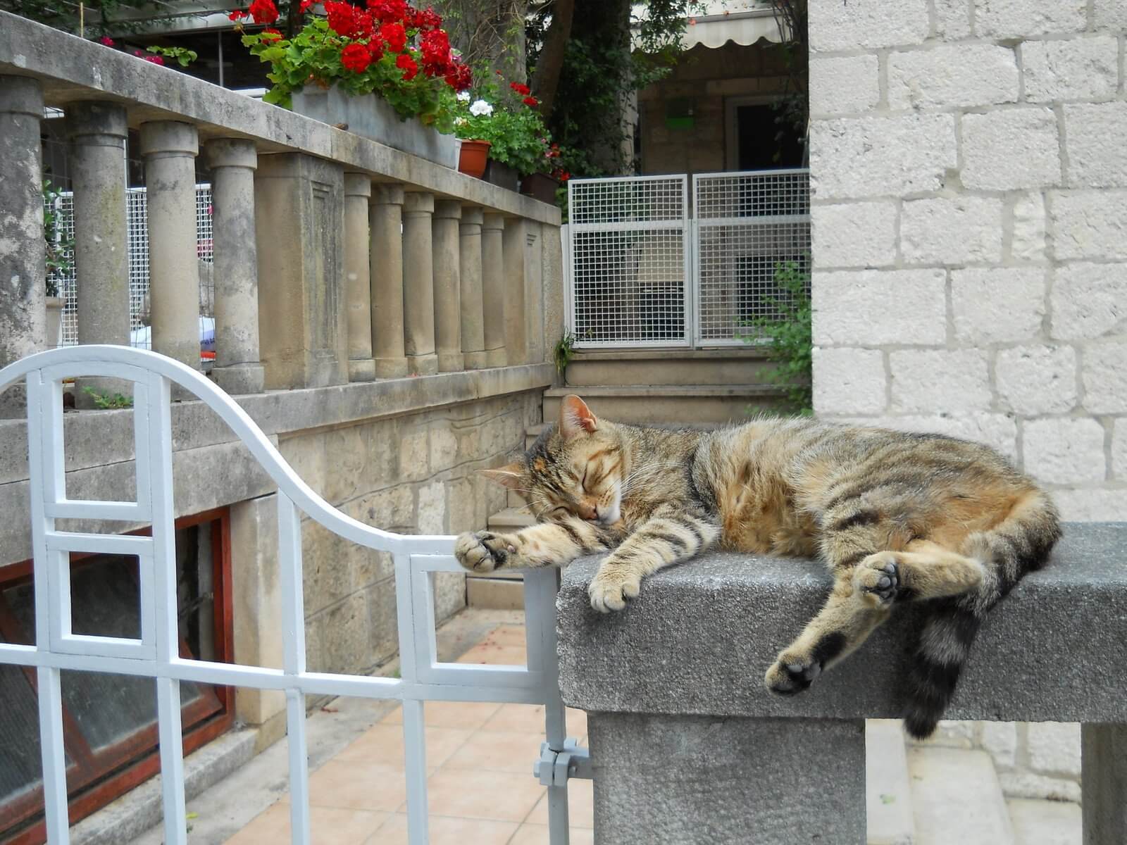 Katze liegt auf der Seite