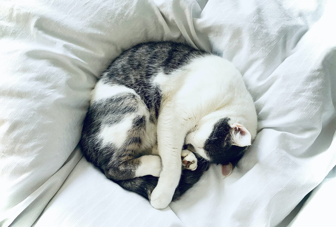 Katze liegt zusammengerollt