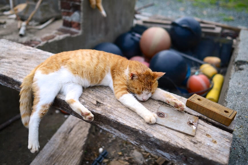 Katze liegt mit ausgestreckten Pfoten