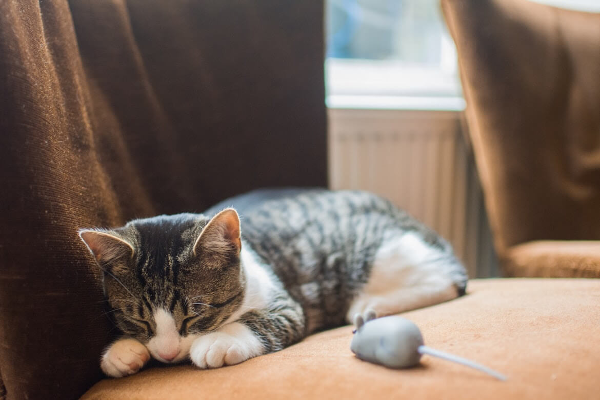  Katze liegt auf dem Bauch